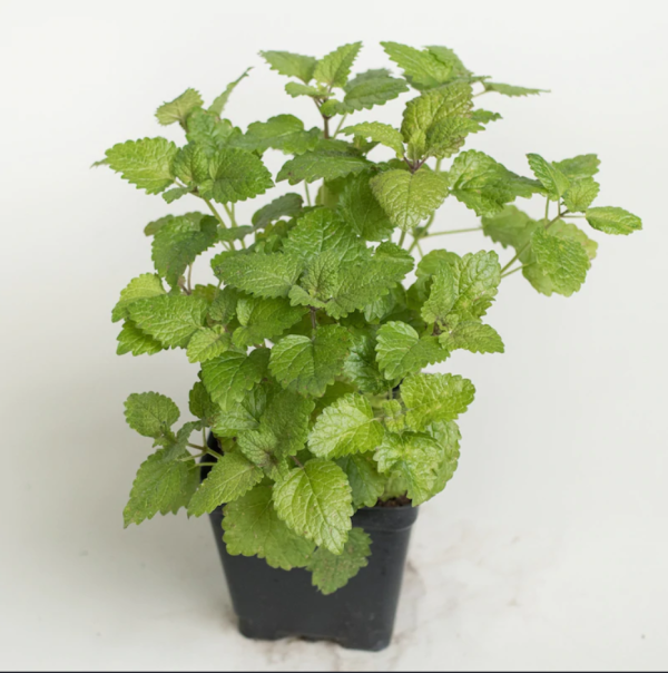 Lemon Balm Plant Herbs Plant Outdoor Plant