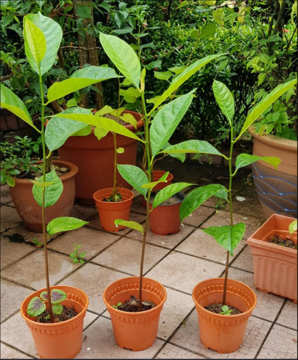 Jackfruit Sapling